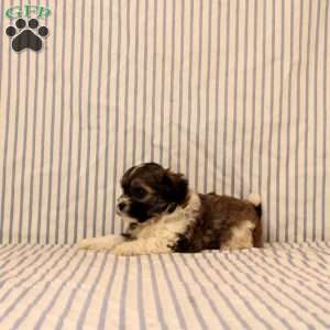 Natalie, Maltipoo Puppy